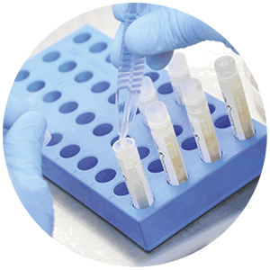 segments are transferred into multiple cryovials