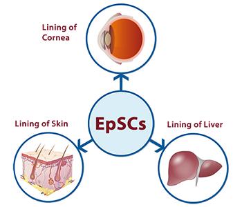 Epithelial Stem Cells