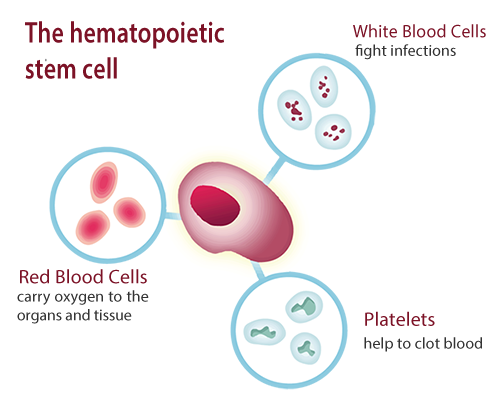 haematopoietic stem cells