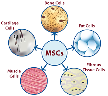 Mesenchymal Stem Cells